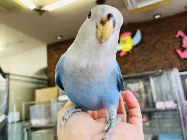 癒し溢れるとってもかわいいコ🩵💐手乗りコザクラインコちゃん(ブルーオパーリン)🪽🫧 コザクラインコ(小桜インコ)