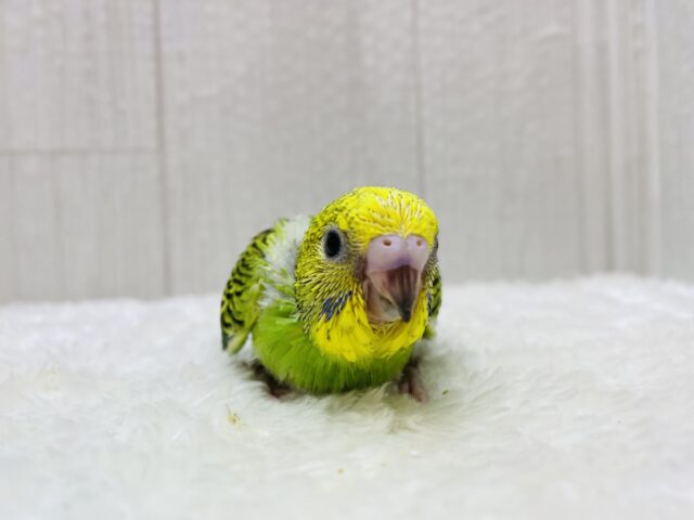 セキセイインコ