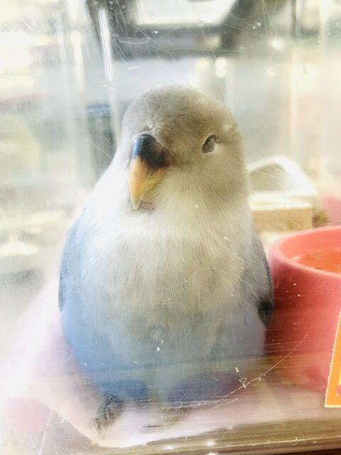 癒し溢れるとってもかわいいコ🩵💐手乗りコザクラインコちゃん(ブルーオパーリン)🪽🫧 コザクラインコ(小桜インコ)