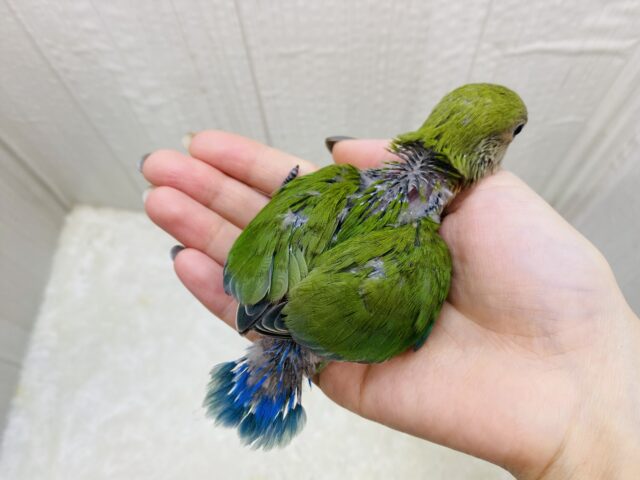 コザクラインコ（小桜インコ）