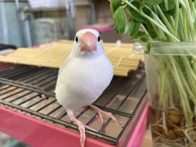 白文鳥