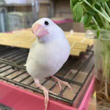 人が大好き❢❢🤍鮮やかにクチバシが色づきます💄✨白文鳥ちゃん🤍🤍