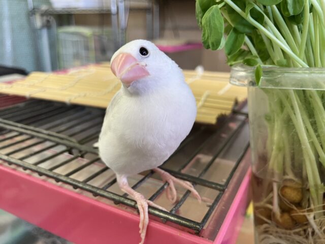 人が大好き❢❢🤍鮮やかにクチバシが色づきます💄✨白文鳥ちゃん🤍🤍 白文鳥