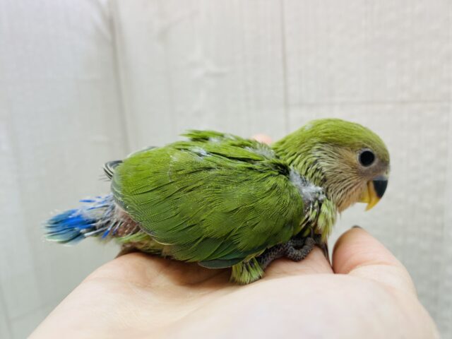 コザクラインコ（小桜インコ）