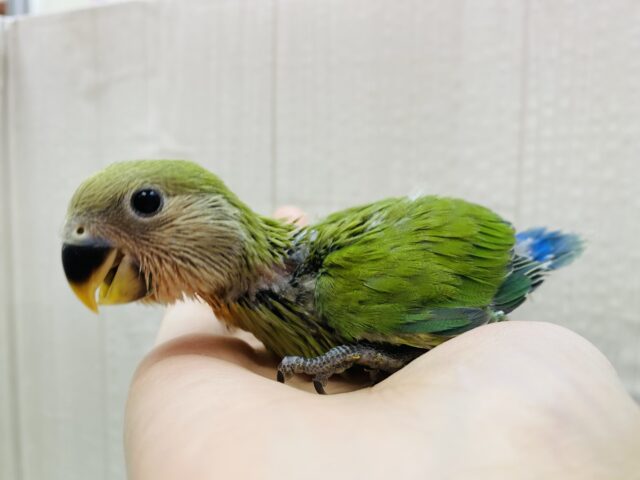 コザクラインコ（小桜インコ）