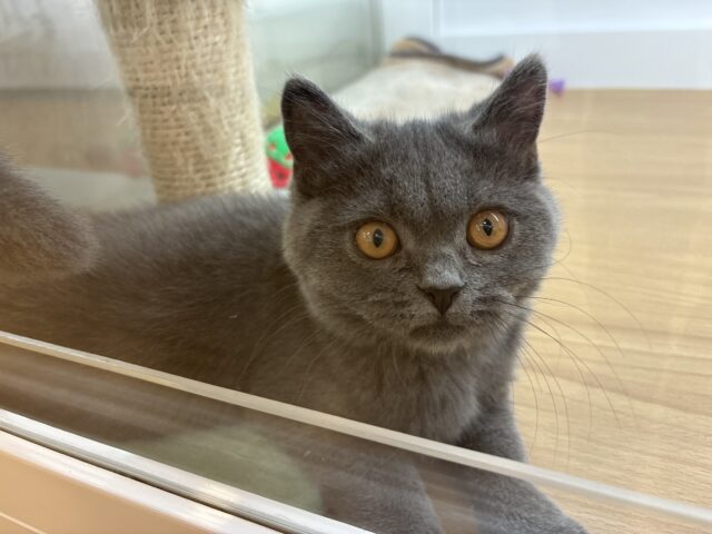 ブリティッシュショートヘア