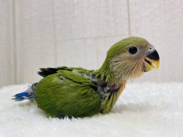 コザクラインコ（小桜インコ）