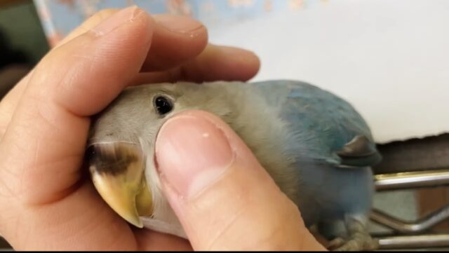 癒し溢れるとってもかわいいコ🩵💐手乗りコザクラインコちゃん(ブルーオパーリン)🪽🫧 コザクラインコ(小桜インコ)