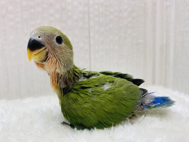 コザSmileで魅了しちゃう😊💕コザクラインコのノーマル‼️