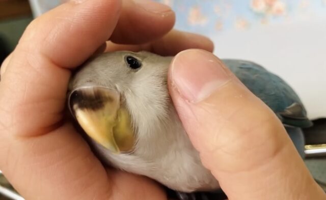 癒し溢れるとってもかわいいコ🩵💐手乗りコザクラインコちゃん(ブルーオパーリン)🪽🫧