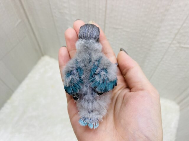 ブルーボタンインコ