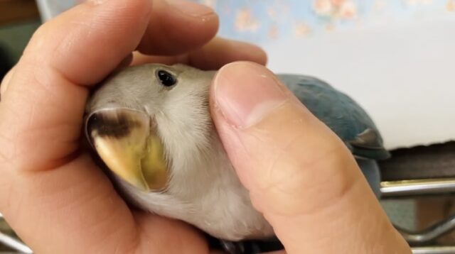 癒し溢れるとってもかわいいコ🩵💐手乗りコザクラインコちゃん(ブルーオパーリン)🪽🫧 コザクラインコ(小桜インコ)