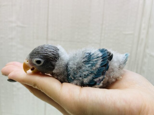 ブルーボタンインコ