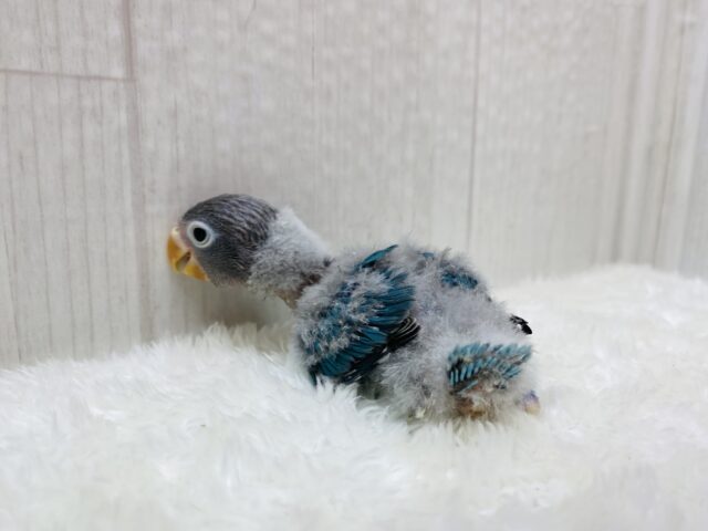 ブルーボタンインコ