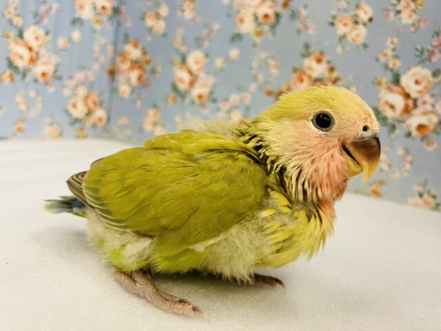 ニッコリ笑ってるみたい☺️🧡かわいい手乗りコザクラインコちゃん(シナモン)🌼 コザクラインコ(小桜インコ)