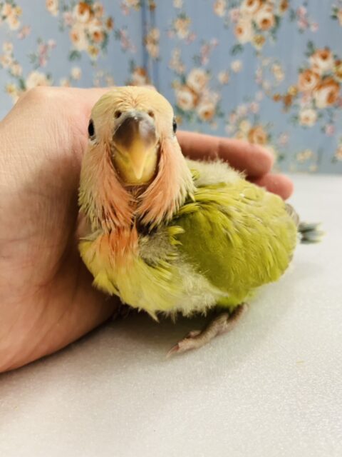 ニッコリ笑ってるみたい☺️🧡かわいい手乗りコザクラインコちゃん(シナモン)🌼 コザクラインコ(小桜インコ)