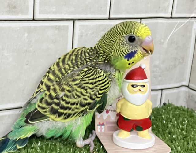 シマシマパワー発動❕⟡.*さぁ飛ぶぞっ💚🦓セキセイインコ(ノーマル/2025年11月生まれ) セキセイインコ