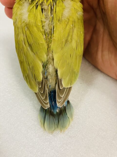 ニッコリ笑ってるみたい☺️🧡かわいい手乗りコザクラインコちゃん(シナモン)🌼 コザクラインコ(小桜インコ)