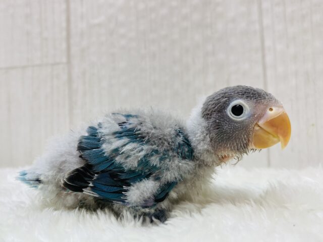 まるで冬仕様🤍🎀ﾜﾀﾜﾀ帽子のブルーボタンインコ⭐️