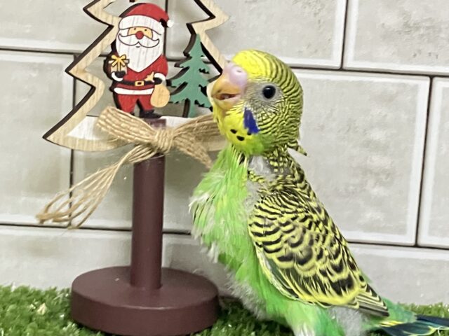 ｼﾏｼﾏパワー発動❕⟡.*さぁ飛ぶぞっ💚🦓セキセイインコ(ノーマル/2025年11月生まれ)