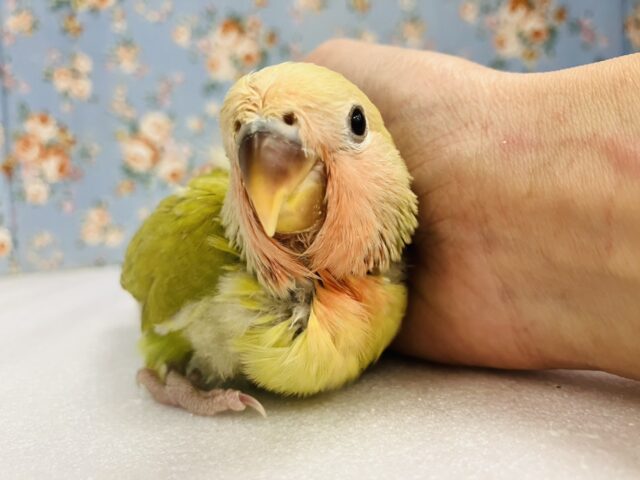 ニッコリ笑ってるみたい☺️🧡かわいい手乗りコザクラインコちゃん(シナモン)🌼 コザクラインコ(小桜インコ)