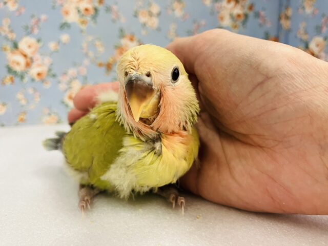 コザクラインコ（小桜インコ）