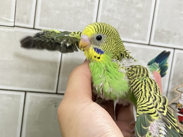 シマシマパワー発動❕⟡.*さぁ飛ぶぞっ💚🦓セキセイインコ(ノーマル/2025年11月生まれ) セキセイインコ