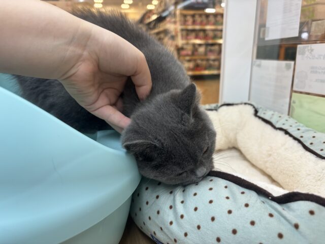 ブリティッシュショートヘア