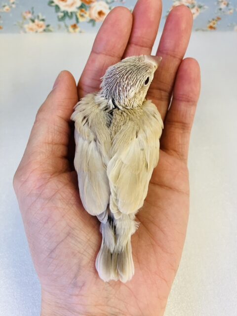 シナモン文鳥 / シルバー文鳥