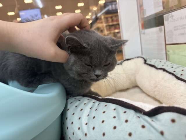 ブリティッシュショートヘア