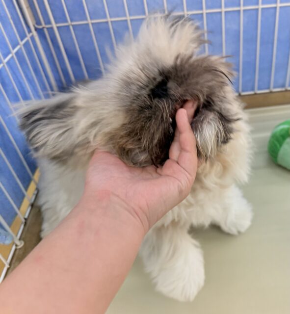 最新📷元気いっぱい!抱っこ大好きなペキニーズくん! ペキニーズ