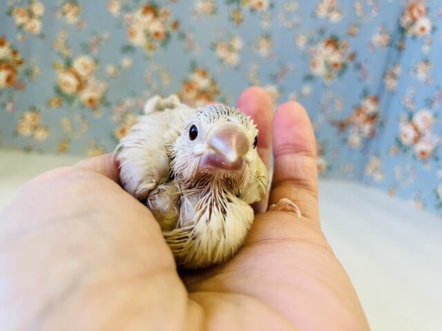 シナモン文鳥 / シルバー文鳥