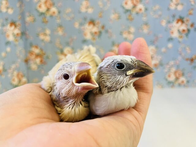 成長を見守ってください❤︎*ˊᵕˋ* かわいい文鳥ちゃんのヒナちゃん入舎❢❢