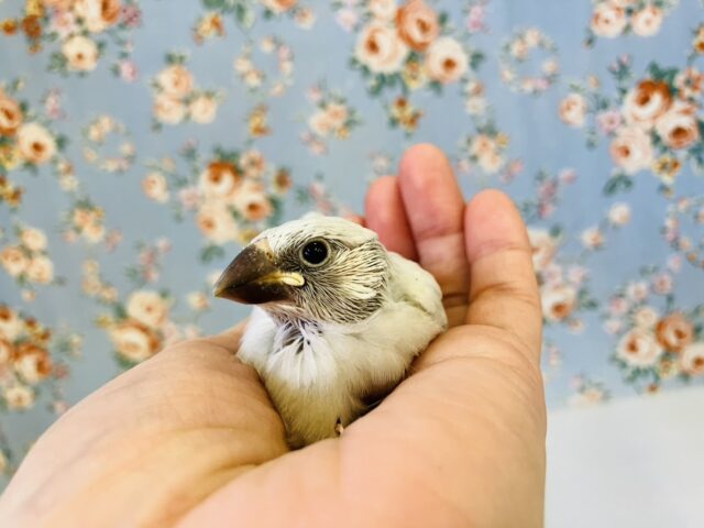 シナモン文鳥 / シルバー文鳥