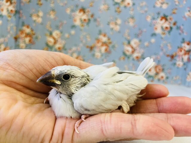 シナモン文鳥 / シルバー文鳥