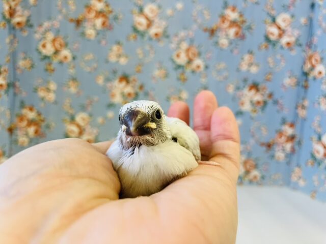 シナモン文鳥 / シルバー文鳥