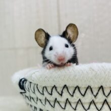 超ミニサイズ〜💕パンダマウス男の子‼️