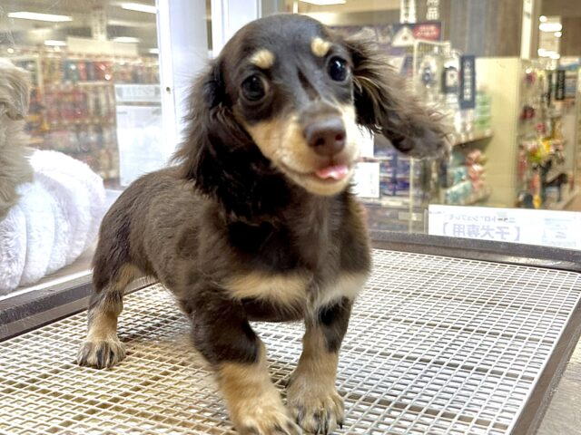 かまってかまって〜🥺💓ミニチュアダックス女の子 ミニチュアダックス