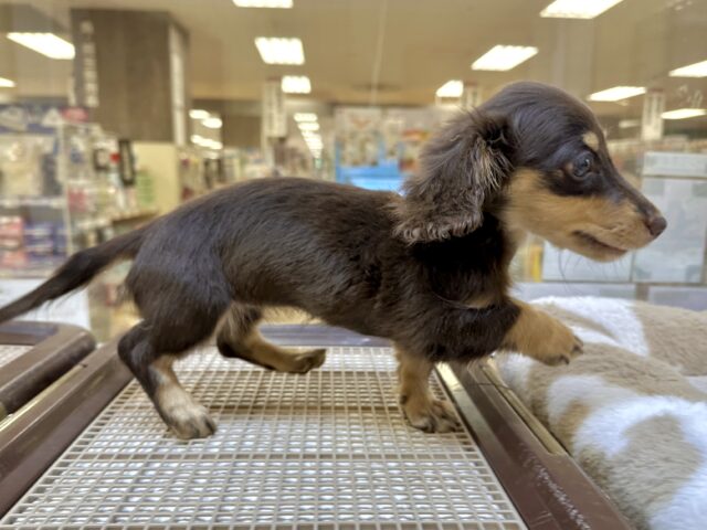 かまってかまって〜🥺💓ミニチュアダックス女の子 ミニチュアダックス