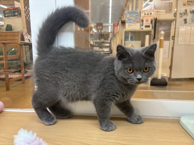 ブリティッシュショートヘア