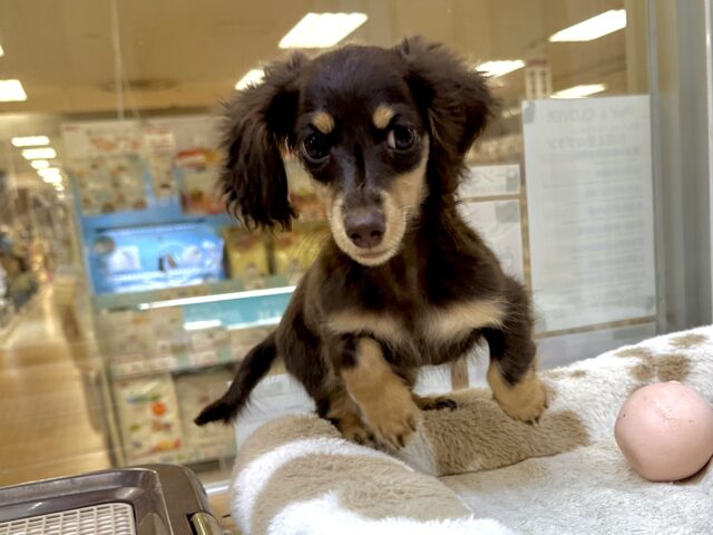 かまってかまって〜🥺💓ミニチュアダックス女の子 ミニチュアダックス