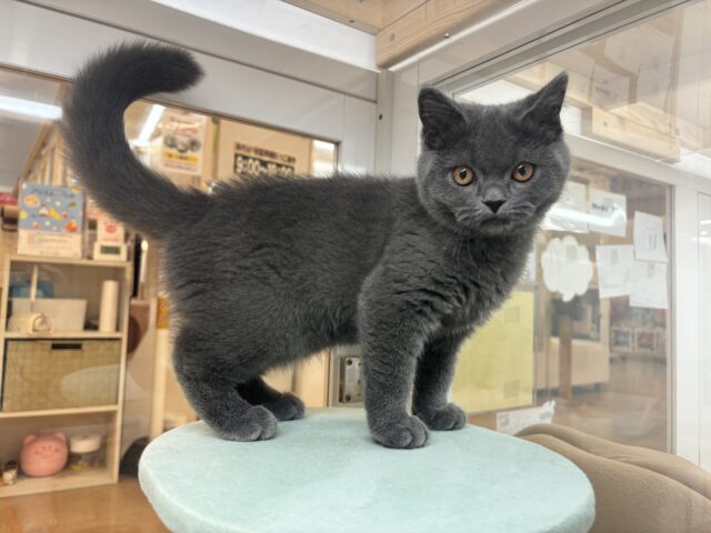 ブリティッシュショートヘア