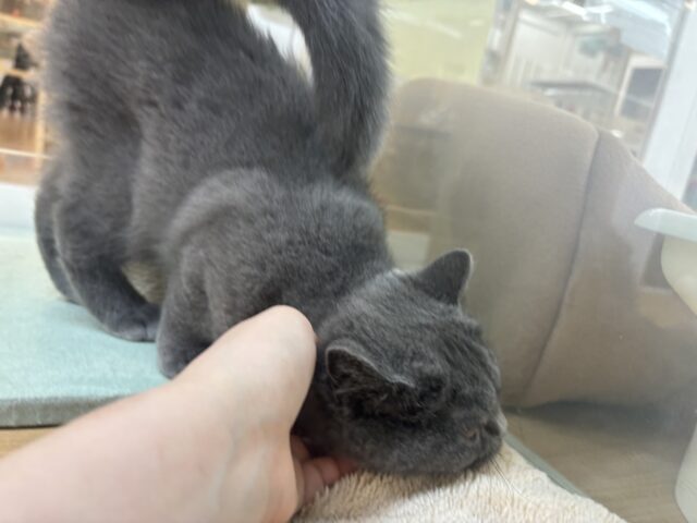 ブリティッシュショートヘア