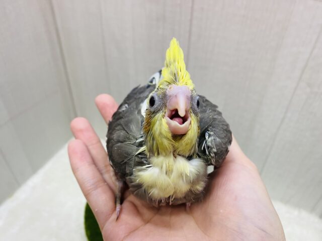 オカメインコ