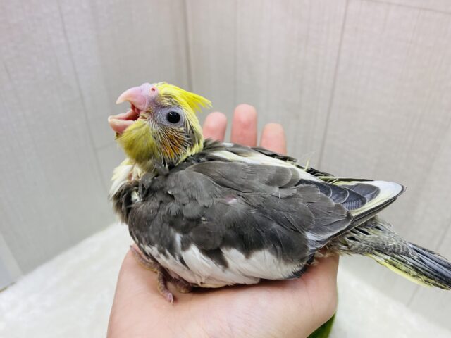 オカメインコ