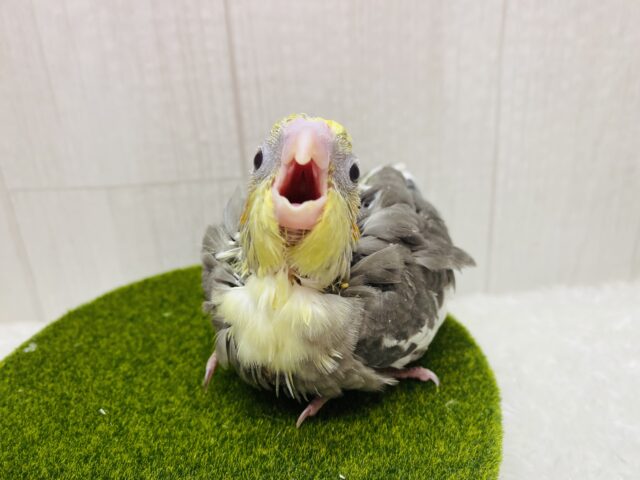 オカメインコ