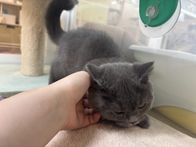 ブリティッシュショートヘア