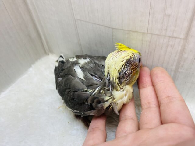 オカメインコ