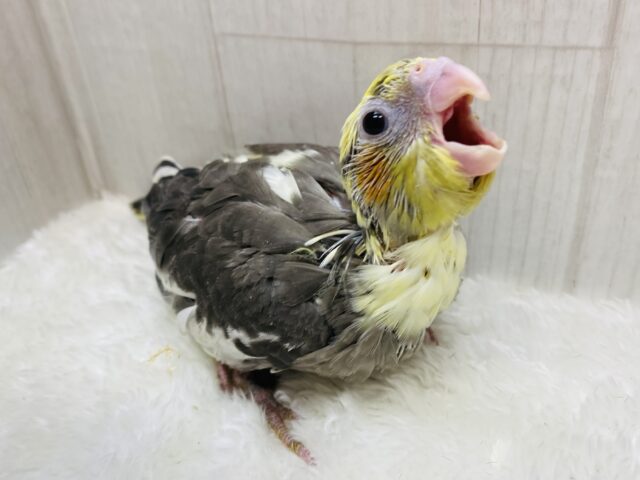 ガーガーが止まりません⋆͛🦖⋆͛オカメインコパイドカラー🔥