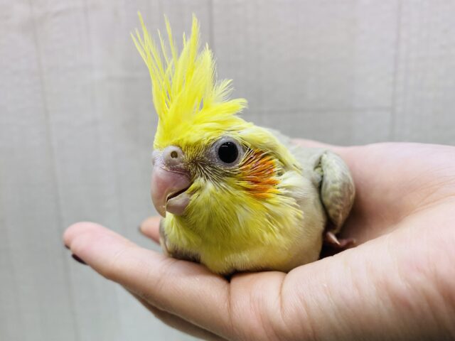 オカメインコ